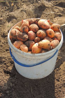 bir kova içinde patates