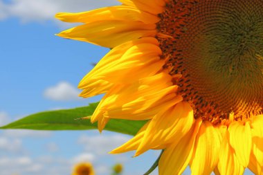 Ayçiçeği tarlada, beyaz bulutlu mavi gökyüzü