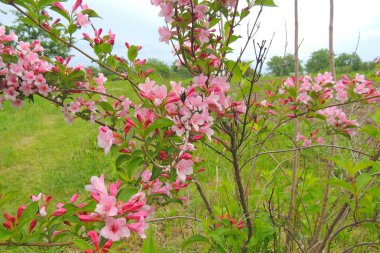 Tarlada farklı otlar, çayırlar 
