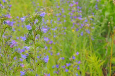 Tarlada farklı otlar, çayırlar 
