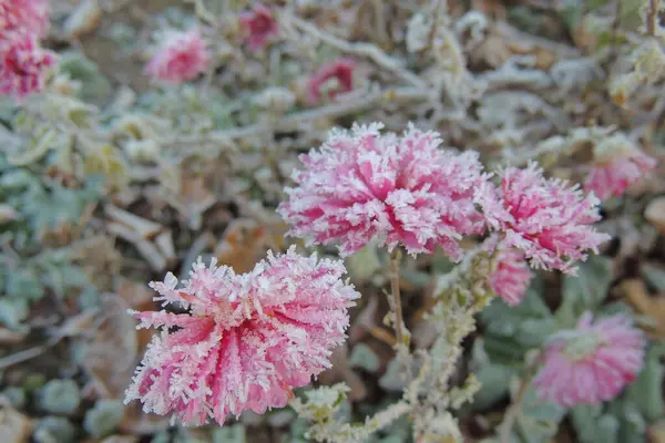 Kar yağdıktan sonra bahçedeki çiçeklerin üzerindeki buz..