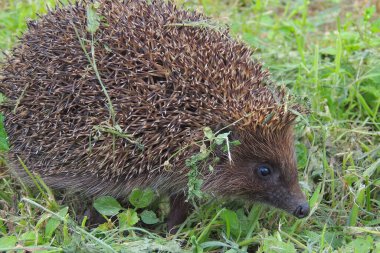 Yeşil çimlerde kirpi