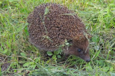 Kirpi çimlerin üzerinde oturur..