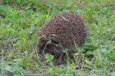 Avrupa kirpisi (paeuroeus euroeus )