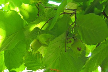 yeşil yapraklar, bitkiler ve yapraklar