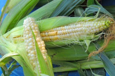 Tahta arka planda genç mısır