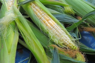 Tahta arka planda genç mısır