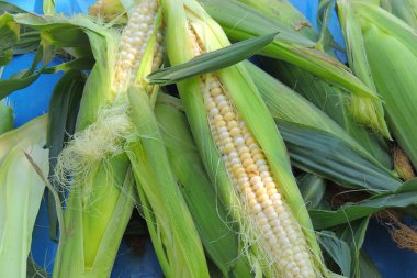 Tahta arka planda genç mısır