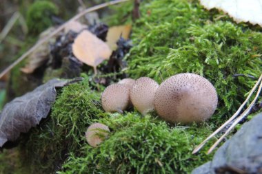 Ormanda mantar topluyorum.