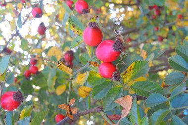 Sonbahar arkaplanı. Ağaçtaki sarı yapraklar