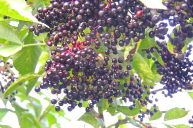 Kuşüzümü çalılarının kara meyveleri