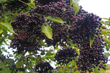 Olgun bir ağacın meyveleri