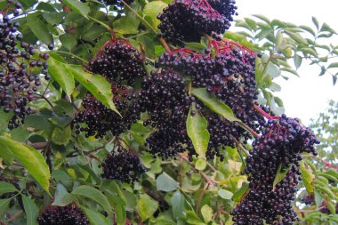 Ağacın kırmızı meyveleri