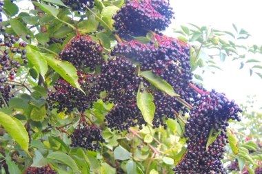 Olgun üzümler ağaçta