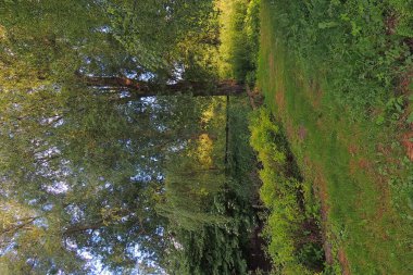 Akşamları orman manzarası.