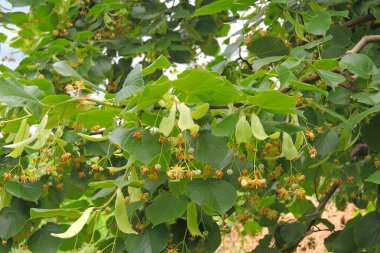 Yeşil bir bitkinin yakınında.