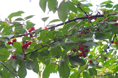 Ağacın kırmızı meyveleri