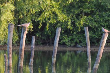 Göldeki bir grup kuş.