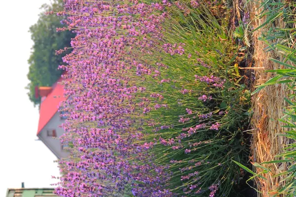 Bahçedeki renkli çiçekleri. Bahçe çok güzel bir çiçek tarhıdır..