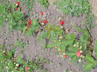 Yerde yeşil yapraklar