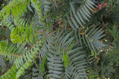 Bahçede yeşil yapraklar