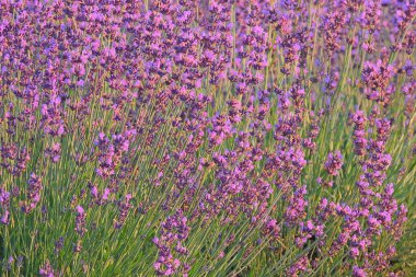Gün batımında lavanta tarlası. Ufukta çiçek açan lavantalar var. Fransa Eyaleti