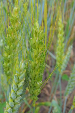 Tarlada buğday kulakları