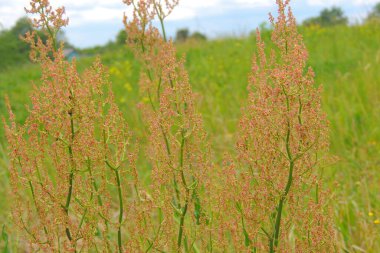 Çalılığın bir kısmı (Rumex confertus) vahşi doğada yetişir.