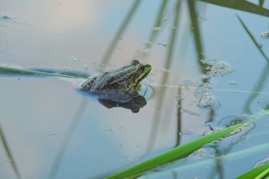 Bir kurbağa gölde oturur.