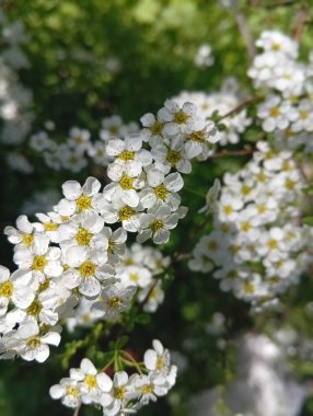 bahar çiçekleri, yakın plan, arka plan