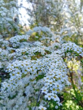 bahar çiçekleri, yakın plan, arka plan