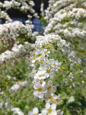 bahar çiçekleri, yakın plan, arka plan