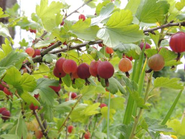 Çalı üzerinde olgun bektaşi üzümleri