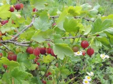 Çalı üzerinde olgun bektaşi üzümleri