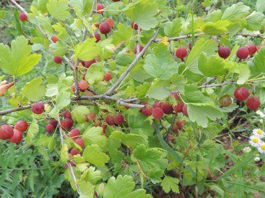 Çalı üzerinde olgun bektaşi üzümleri