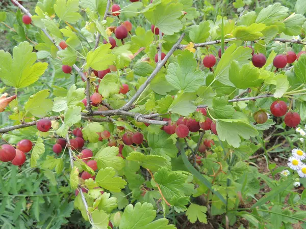 Çalı üzerinde olgun bektaşi üzümleri