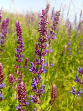 İlkbaharda çiçek açtı.