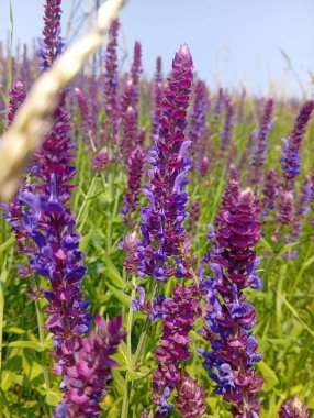 İlkbaharda çiçek açtı.