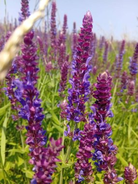 İlkbaharda çiçek açtı.