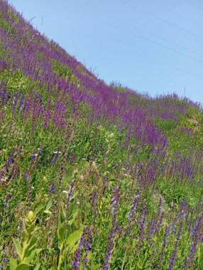 İlkbaharda çiçek açtı.