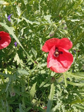 İlkbaharda çiçek açtı.