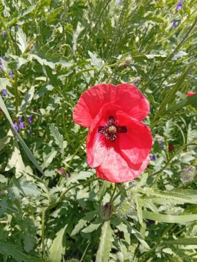 İlkbaharda çiçek açtı.