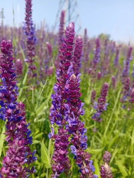 İlkbaharda çiçek açtı.