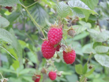 organik ahududular bahçede