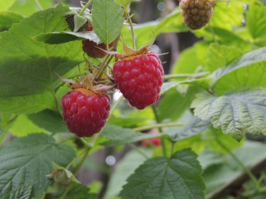 organik ahududular bahçede