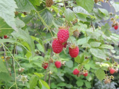 organik ahududular bahçede