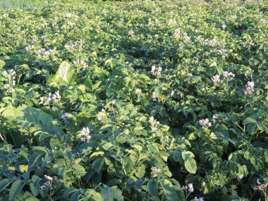 Çiçekli patatesler. Patates çiçekleri güneş ışığında çiçek açar. Genetik olarak değil..