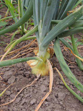 Olgun soğanlar hasat için hazır, bahçede yetişiyor.