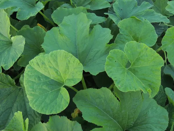 yeşil taze doğal kabak köyde bir çalılıkta yetişiyor.