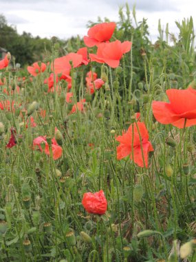 Tarlada büyük, güzel gelincikler